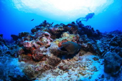 Moray Eel Looking mean as always by Tucker Chornomud 
